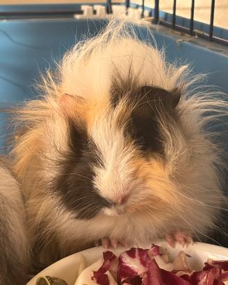 Cavia Peruviana e Coniglio
