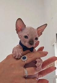 Sphynx ultimo maschietto point pedigree Enfi