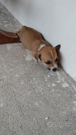 cuccioli jack Russell