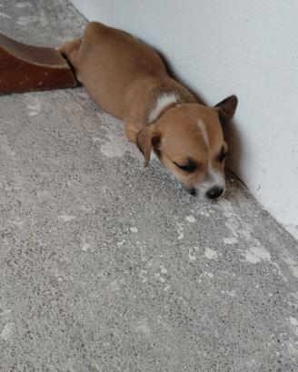 cuccioli jack Russell