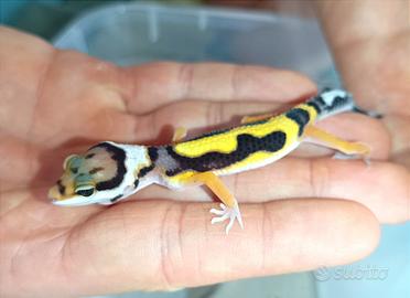Geco leopardino Bold Stripe, teca, insetti
