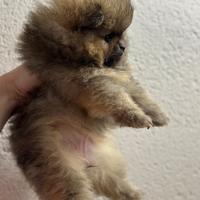 Cuccioli di Spitz tedesco nano