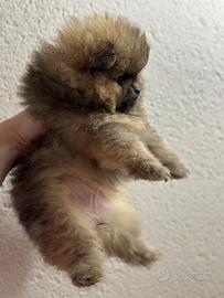 Cuccioli di Spitz tedesco nano