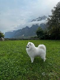 Samoiedo m monta accoppiamento