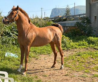 Cavallo in doma vaquera