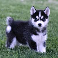 Cucciolo Siberian Husky maschio 4 mesi - Milano
