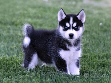 Cucciolo Siberian Husky maschio 4 mesi - Milano
