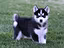 Immagine 1