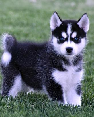 Cucciolo Siberian Husky maschio 4 mesi - Milano