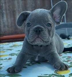 Cuccioli di bulldog francese