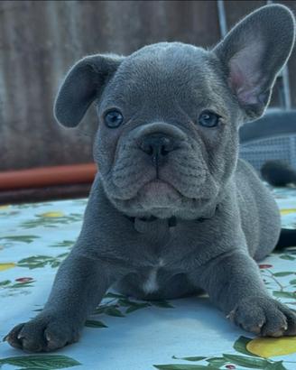 Cuccioli di bulldog francese