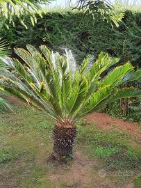 Cycas