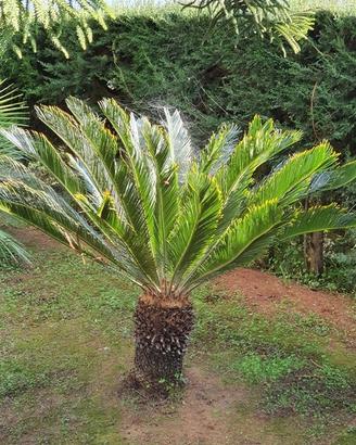 Cycas