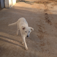 Cucciole pastore maremmano Abruzzese