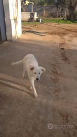 Cucciole pastore maremmano Abruzzese