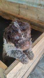 Cuccioli di Lagotto Romagnolo,ULTIMO MASCHIO