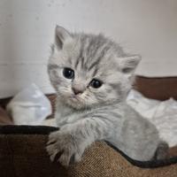 British shorthair