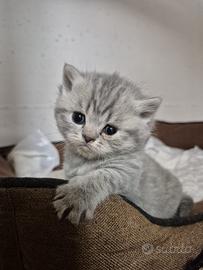 British shorthair