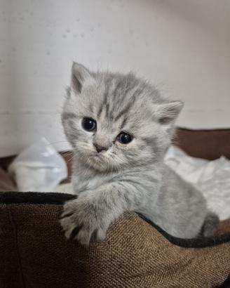 British shorthair