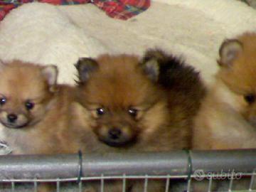 Spitz Tedesco Piccolo