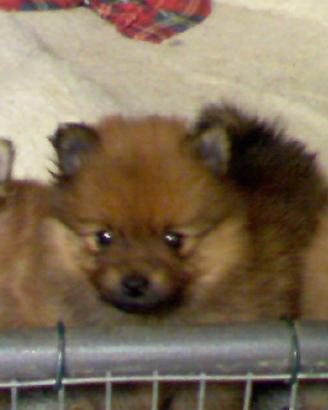 Spitz Tedesco Piccolo