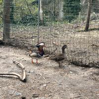 Coppia anatra mandarina