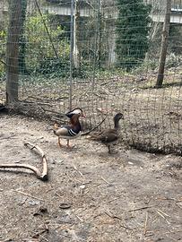 Coppia anatra mandarina