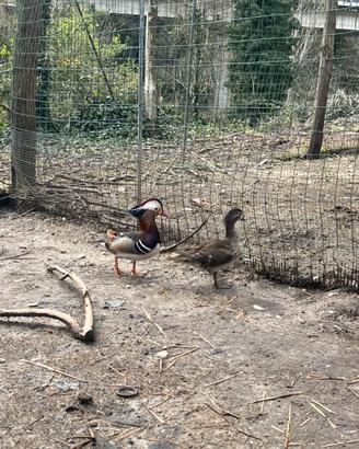 Coppia anatra mandarina