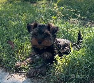 Yorkshire terrier maschio