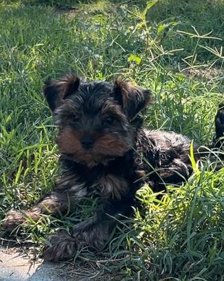 Yorkshire terrier maschio