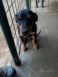 Grifo Nero Valnerino da tartufo