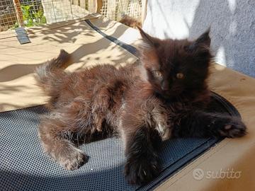 Cuccioli maine coon