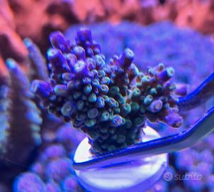 Acropora Secale Joker