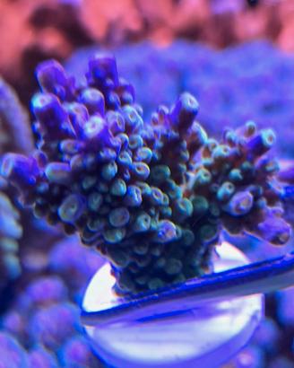 Acropora Secale Joker