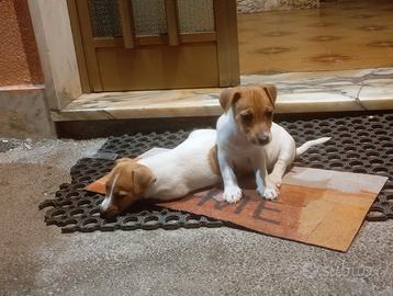 Jack Russell