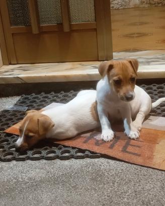 Jack Russell