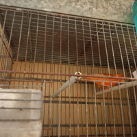 Canarina a fattore rosso