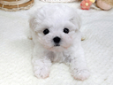 cucciolo-di-maltese