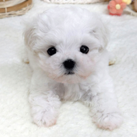 Cucciolo di maltese