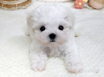 Cucciolo di maltese