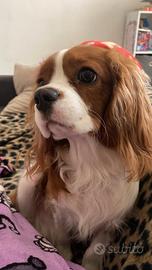 Cavalier king