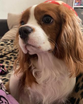 Cavalier king