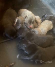 Staffordshire Bull Terrier