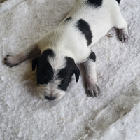 Regalasi cucciolo cane da tartufo