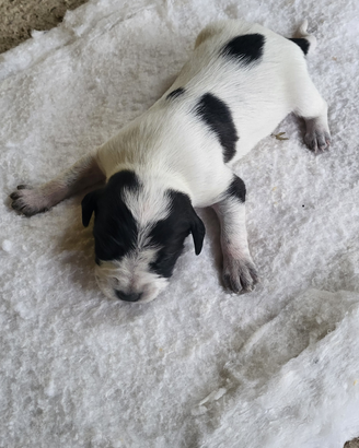 Regalasi cucciolo cane da tartufo