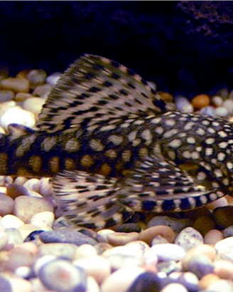 Pesci per acquario tropicale ancistrus