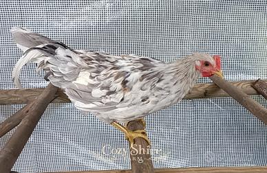 Silverudd gallo giovane
