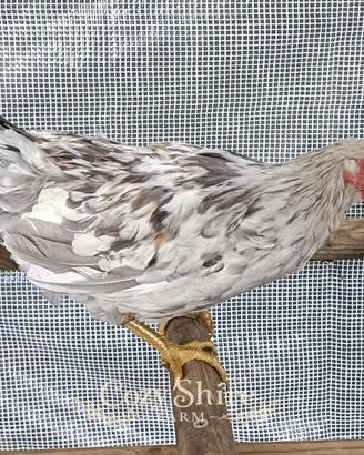 Silverudd gallo giovane
