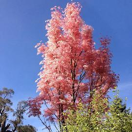 Toona sinensis Flamingo  30-40cm