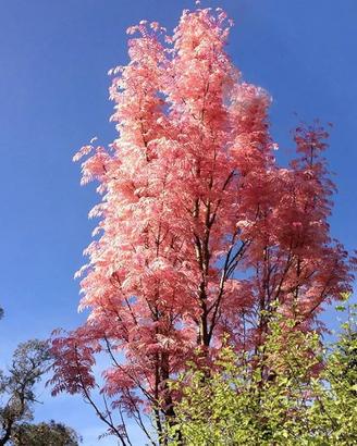 Toona sinensis Flamingo  30-40cm